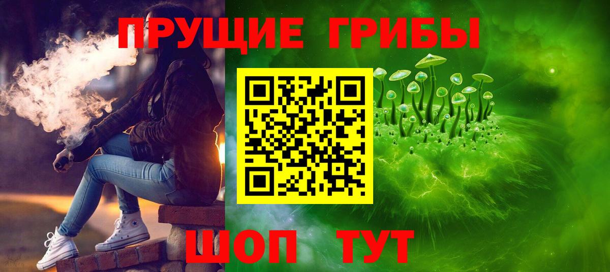 Галлюциногенные грибы Psilocybe Карачаевск